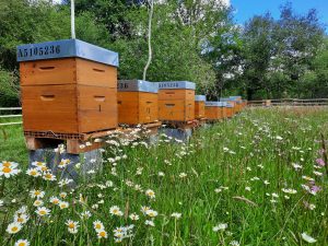 apiculteur pays grenadois